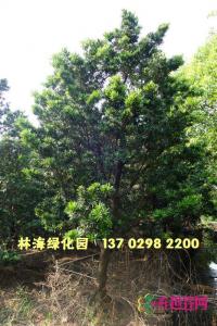 台湾罗汉松